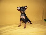 Ultimi Cuccioli Maschi e Femmine Pinscher Nano