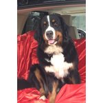 Cuccioli Bovaro del Bernese