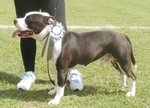 Maschio Amstaff per Monta - Foto n. 2