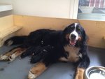 Cuccioli Bovaro del Bernese - Foto n. 3