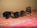 Cuccioli Prenotabili Pinscher