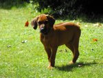 Cuccioli Rhodesian Ridgeback