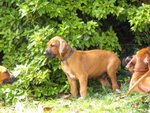 Cuccioli Rhodesian Ridgeback - Foto n. 2