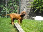 Cuccioli Rhodesian Ridgeback - Foto n. 3