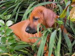 Cuccioli Rhodesian Ridgeback - Foto n. 4