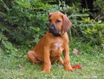 Cuccioli Rhodesian Ridgeback - Foto n. 5