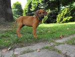 Cuccioli Rhodesian Ridgeback - Foto n. 6