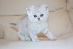 Dolcissimi Cuccioli di Scottish fold e Straight