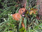 Cuccioli Rhodesian Ridgeback - Foto n. 7