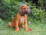 Cuccioli Rhodesian Ridgeback - Foto n. 8