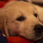 Cuccioli Golden a Retriever alta Genealogia