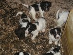 Lagotto Romagnolo Ottimi da Tartufi - Foto n. 2