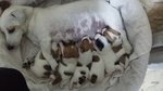 Stupendi Cuccioli di jack Russel Terrier Zampa Corta - Foto n. 2