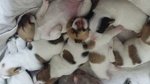 Stupendi Cuccioli di jack Russel Terrier Zampa Corta - Foto n. 3