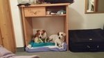 Stupendi Cuccioli di jack Russel Terrier Zampa Corta - Foto n. 4