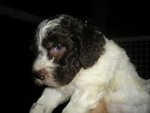 Lagotto Romagnolo Ottimi da Tartufi - Foto n. 3