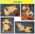 Stupendi Cuccioli di jack Russel Terrier Zampa Corta - Foto n. 7