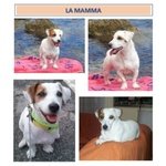 Stupendi Cuccioli di jack Russel Terrier Zampa Corta - Foto n. 10