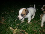 Jack Russel Bellissimi Cuccioli - Foto n. 2