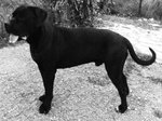 Cane Corso Disponibile per Accoppiamento - Foto n. 2