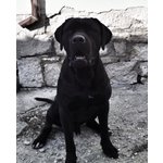 Cane Corso Disponibile per Accoppiamento - Foto n. 3