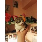 Adotta una Gattina col Cuore sul Musetto - Foto n. 3