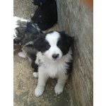 Cuccioli di Pastore Australiano - Foto n. 2