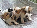 Cuccioli di jack Russel Toy