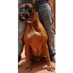 🐶 Boxer maschio di 10 anni e 11 mesi in accoppiamento a San Giuliano Terme (PI) e in tutta Italia da privato