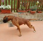 Boxer Fulvo per Accoppiamento - Foto n. 2