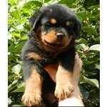 Cuccioli Rottweiler - Foto n. 2