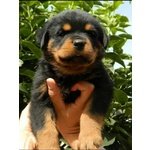 Cuccioli Rottweiler