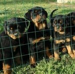 Cuccioli Rottweiler - Foto n. 3