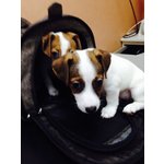 Jack Russell Terrier