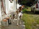 Pointer Inglese Cuccioli Disponibili - Foto n. 3