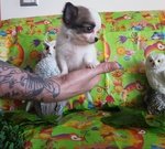 Chihuahua Maschio pelo Lungo Spettacolare vero Toy