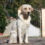 Prestigiosa Cucciolata Labrador Biondi in Arrivo - Foto n. 2