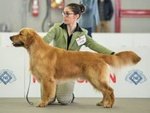 Cuccioli Golden Retriever di alta Genealogia - Foto n. 2