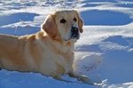 Cuccioli Golden Retriever di alta Genealogia - Foto n. 5