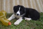 Cucciola Border Collie con Pedigree - Foto n. 1