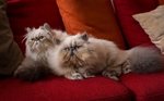 Gatti persiani colourpoint maschi interi 10 mesi