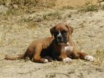 Cuccioli Boxer Puri - Foto n. 2