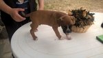 Cuccioli Boxer Puri - Foto n. 4