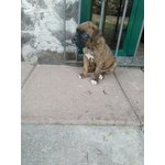 Cuccioli Boxer Puri - Foto n. 5
