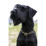 Cuccioli Riesenschnauze