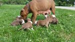 Cuccioli di American Pitbul Terrier - Foto n. 3
