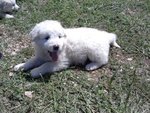 Cuccioli di Pastore Maremmano Abruzzese