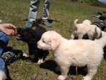 Cuccioli di Pastore Maremmano Abruzzese - Foto n. 4