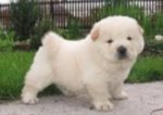 Due cuccioli di chow chow