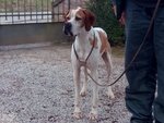 English Pointer